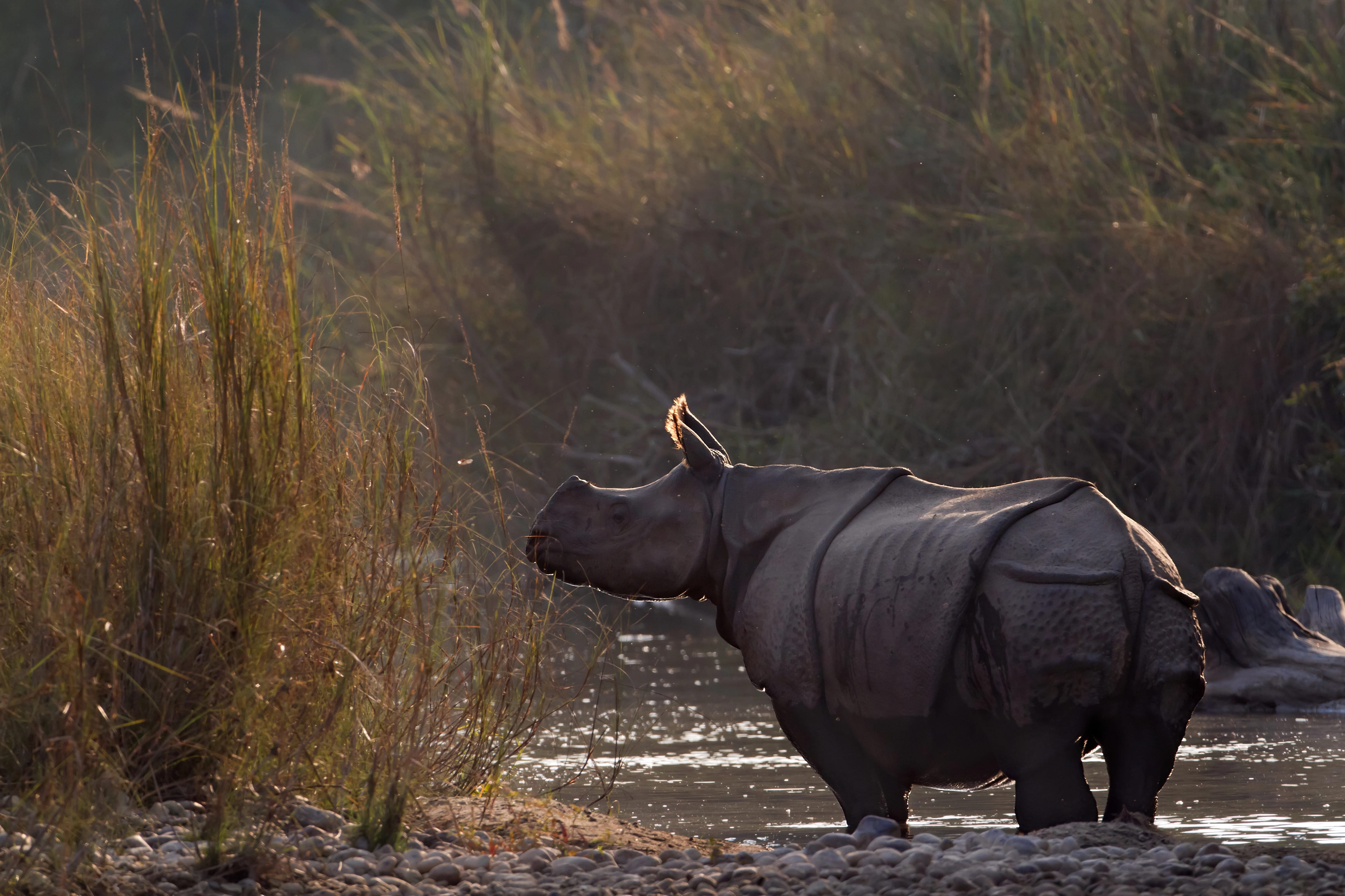 Blog DiscoverAsia - nosorożce w Nepalu w parku Chitwan.jpg